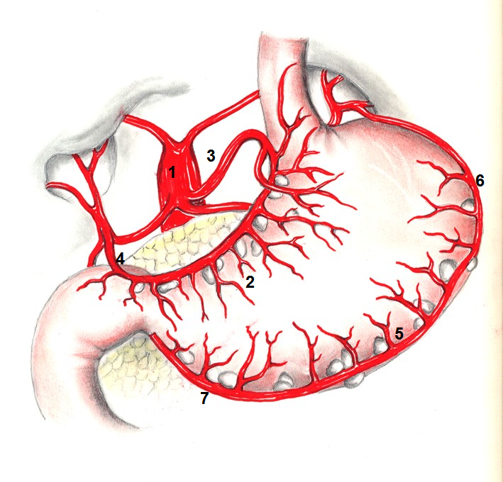 Magen mit versorgenden Blutgefäßen und nummerierten anatomischen Strukturen