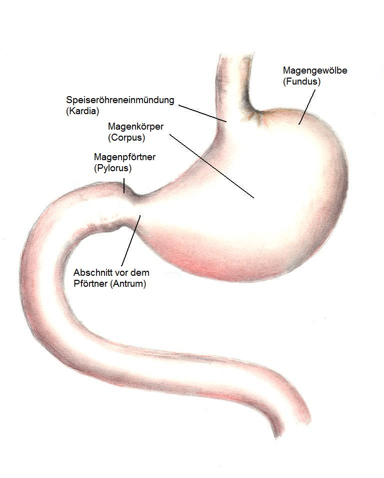 Schematische Darstellung der anatomischen Regionen des Magens